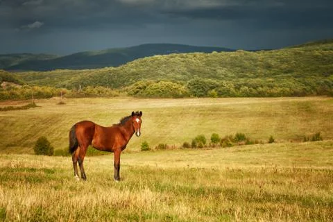Brown stallion Stock Photos