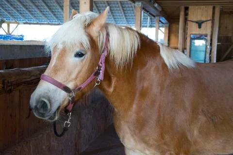 Brown stallion Foto stock