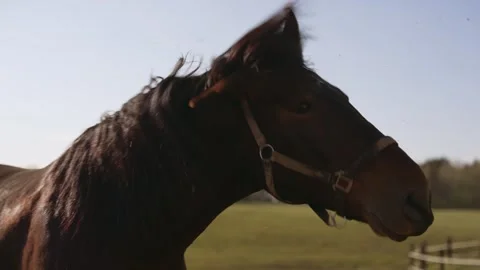 Brown stallion shaking its head in slow motion Stock Footage 335522517