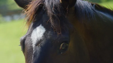 Brown stallion's face Stock Footage 103785384