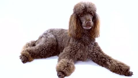 Brown standard poodle dog lying down isolated on white background Video stock 344168900