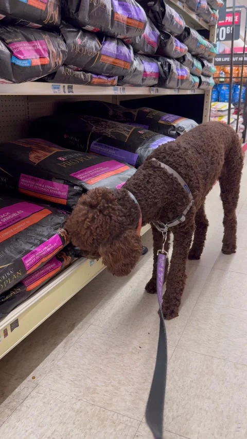 A brown standard poodle picking out dog food at a Tractor Supply store 스톡 동영상 328049346
