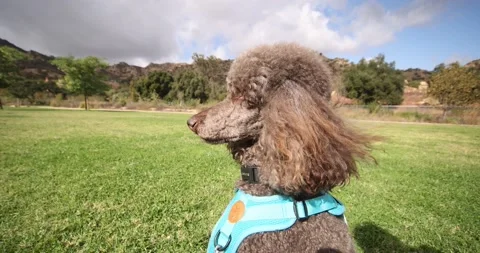 Brown Standard Poodle in the Wind Stock Footage 142795700