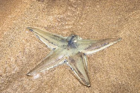 Brown starfish found on the beach without an arm, probably caused by the pl.. Stock Photos