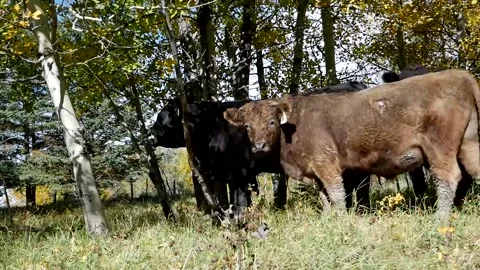 Brown Steer Turning to Look at Cam Stock Footage 153240100