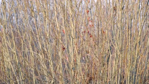 Brown stems and twigs pattern. Natural Beige. Neutral colors Stock Footage 165458053