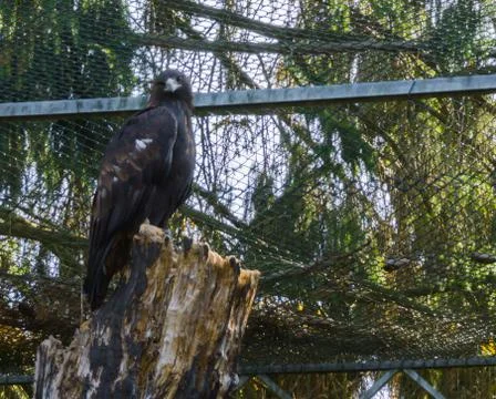 Brown steppe eagle sitting on top of a tree trunk, a big bird of prey from af Stock Photos