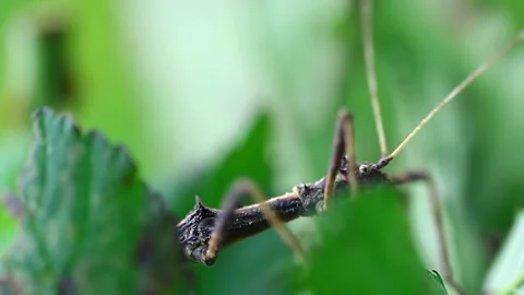 Brown stick bug, walking insect, phasmatodea macro from side with blured back Video stock 171403705
