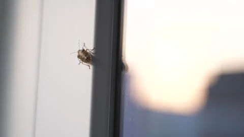 Brown Stink Bug Crawling on Window Frame Close Up Macro 스톡 동영상 341624407