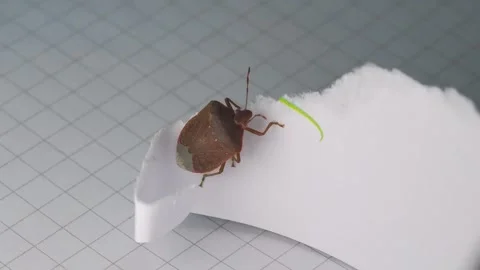 Brown Stink Bug eating Piece of paper in office. CLose up shot top down. Stock Footage 267681947