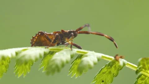 Brown Stink Bug Stock Footage 332837394