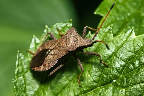 Brown stink bug on green leaf close up with macro photography Stock Photos
