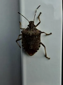 Brown Stink Bug Macro On White Wall Close Up Insect Detail Stock Photos