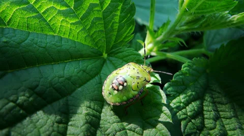 Brown stink bug nymph Stock Footage 33488844