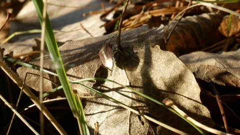 Brown stink bug or shield bug crawling on dry leaf Vídeos de archivo 120285379