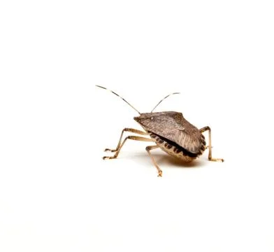 Brown stink bug Stock Photos