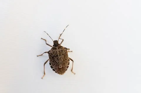 Brown stink bug on plain white background Fotos Stock