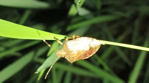 Brown Stink Bug Resting on Green Grass Leaf in Nature Fotos de archivo