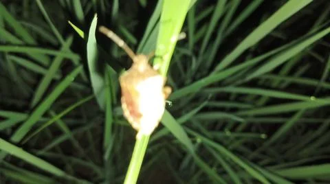 Brown Stink Bug Resting on Green Grass Leaf in Nature Stock-Fotos