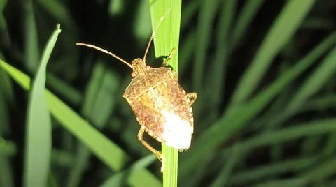 Brown Stink Bug Resting on Green Grass Leaf in Nature Fotos de archivo