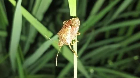 Brown Stink Bug Resting on Green Grass Leaf in Nature 스톡 사진