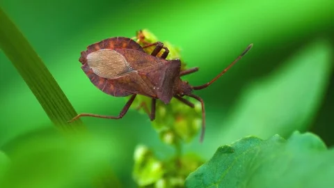Brown stink bug rests on green plant in macro detail filmed in slow motion. Stock Footage 340861395