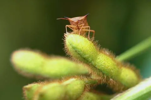 Brown stink bug on a soybean comb Stock Photos