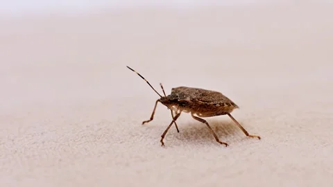 Brown stink bug standing on textured surface Stock Footage 347963594