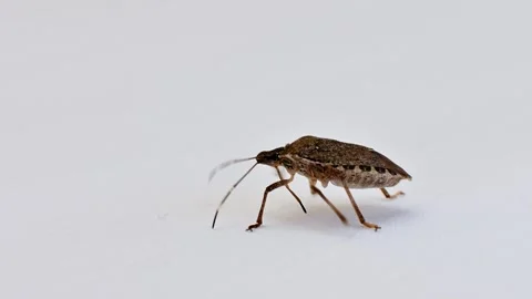 Brown stink bug walking on a white surface Stock Footage 346848933