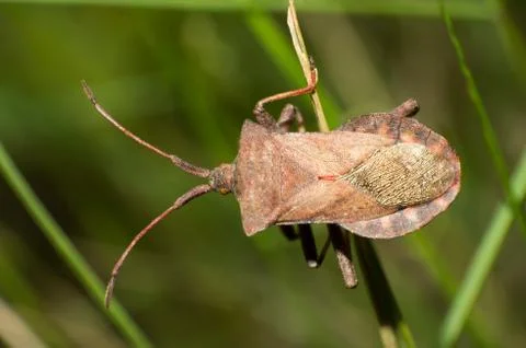 Brown stinkbug Stock Photos