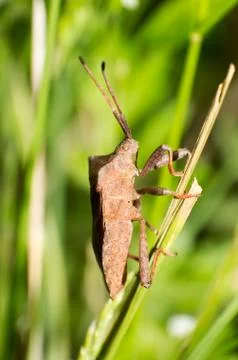 Brown stinkbug Stock Photos