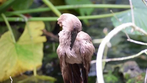Brown Stork Preening Stock Footage 76756726