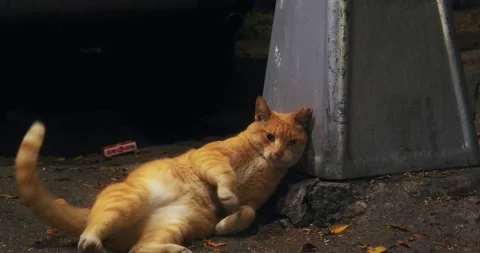 Brown Stray Cat Walking, Roll Over, Then Sit Up On The Side Of The Road At Night Stock Footage 231201213