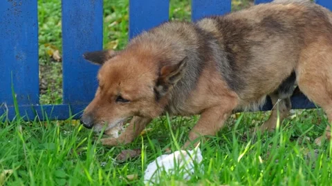 Brown stray dog biting piece of food on green grass near blue fence Stock-Footage 326628174