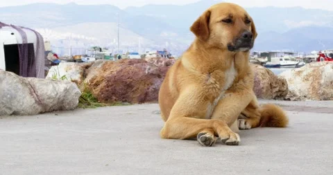 Brown Stray Dog Stock Footage 151421458