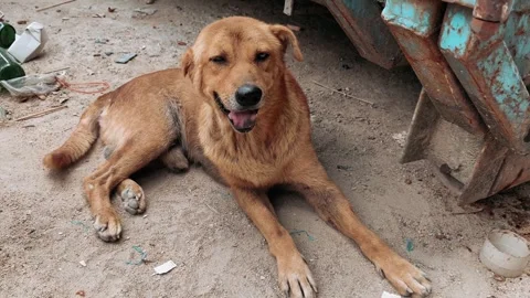 Brown stray dog lying on the ground near dumpster Stock Footage 303008519