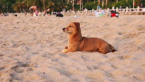 Brown stray dog resting on a sandy beach Stock Footage 336564562