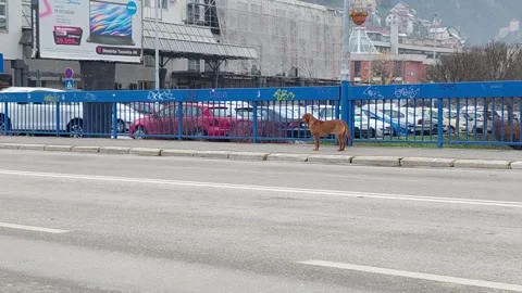 Brown Stray Dog Standing on Sidewalk Near Busy Road Traffic Europe Stock Footage 322019653