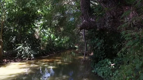 Brown Stream 스톡 동영상 84447954