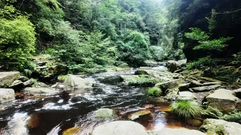 Brown Stream in Forest 4K Video Stock Footage 319924024