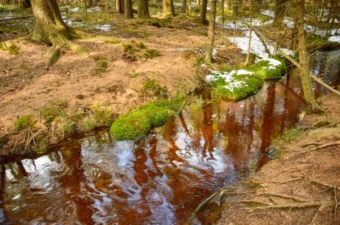 Brown stream in the forest, bog. Stock Photos