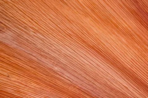 Brown striated patterns on base of fallen palm leaf Stock Photos