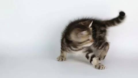 Brown striped kitten plays with its tail on a light background Video stock 203795384