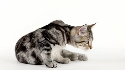 Brown striped kitten plays with a tail on a light background Stock Footage 233209401