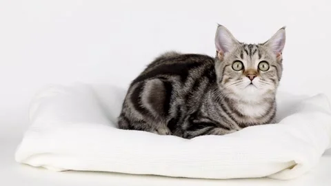 Brown striped kitten plays with a tail on a light background Stock Footage 234652425