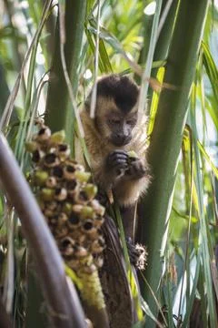 Brown striped tufted capuchin monkey,Amazon jungle,Brazil Stock Photos