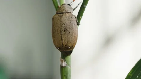 A brown Sugarcane white grub is perched on the tip of a plant Stock Footage 219634630