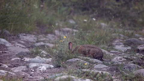 Brown summer long eared Snowshoe hare rabbit mammal eating wildflowers on rocky Stock Footage 346148629