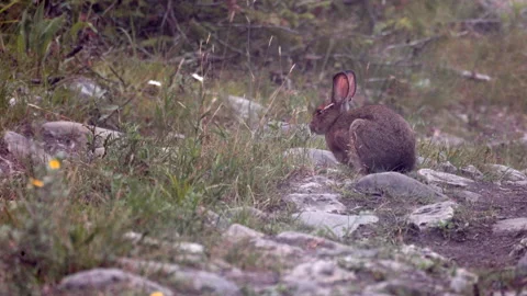 Brown summer long eared Snowshoe hare rabbit mammal eating wildflowers on rocky Stock Footage 346148697