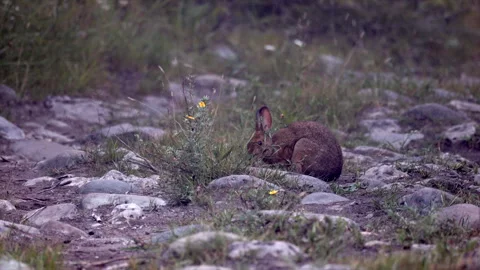 Brown summer long eared Snowshoe hare rabbit mammal eating wildflowers on rocky Stock Footage 346148757